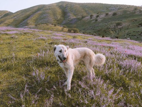 Vermifugation printanière : tout ce qu'il faut savoir pour protéger votre chien