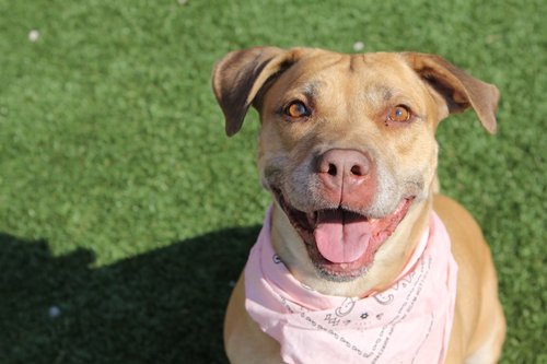 a brown dog wearing a pink bandana