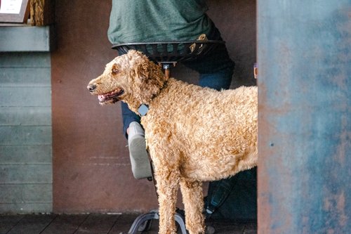 shallow focus photo of long-coated brown dog