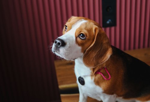 white and brown short coated dog