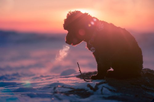 a small animal standing on top of a snow covered ground