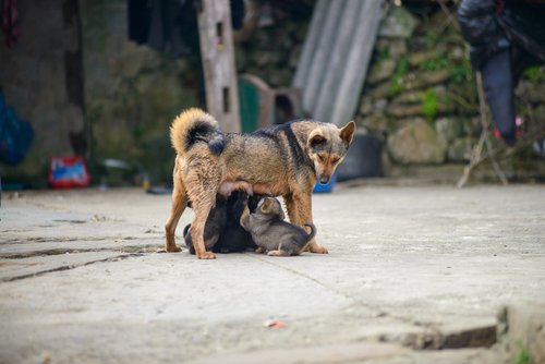 a dog is playing with a baby dog
