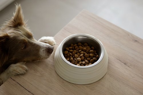 a brown and white dog eating food out of a bowl