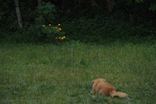A golden retriever dog sits in a grassy yard.
