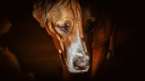 adult brown dog looking gown