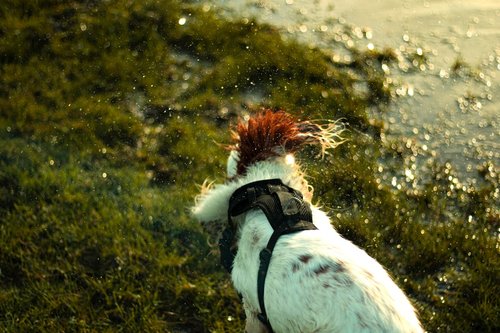 a white and black dog with a red mohawk