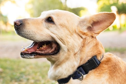 a close up of a dog with its mouth open