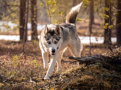 Siberian husky walks through a sunlit forest.