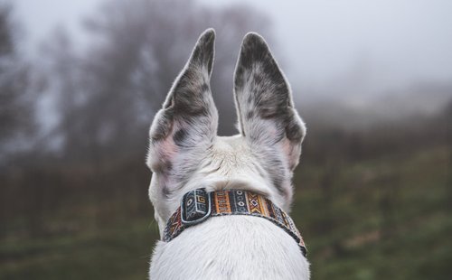 A close up of a dog's face with a foggy background