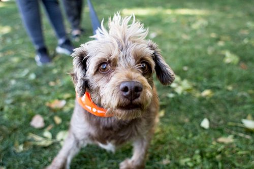 long-coated brown dog