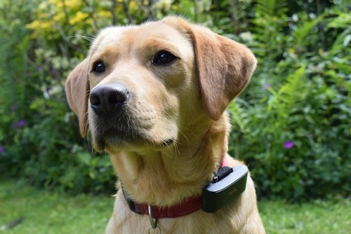 A close up of a dog in a field of grass