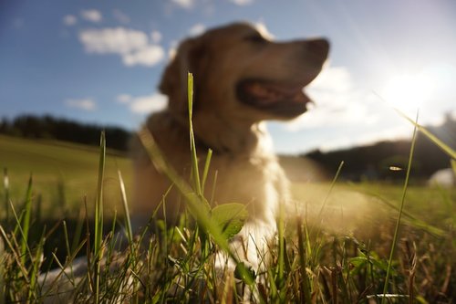 shallow focus photography of adult golden retriever