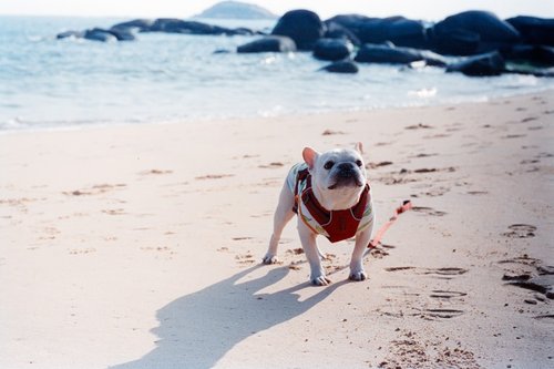 A french bulldog stands on a sandy beach.