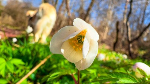 a close up of a flower in a field