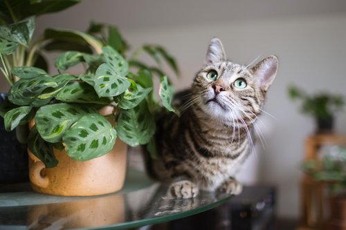 A tabby cat sits near a potted plant indoors.