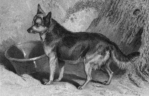 A dog stands next to a large bowl.