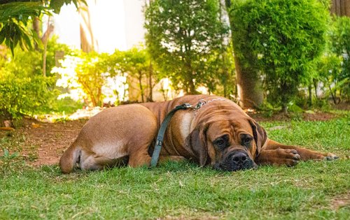 a large brown dog laying on top of a lush green field