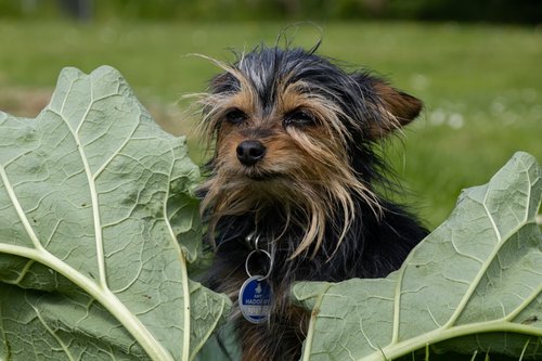 a dog holding a leaf