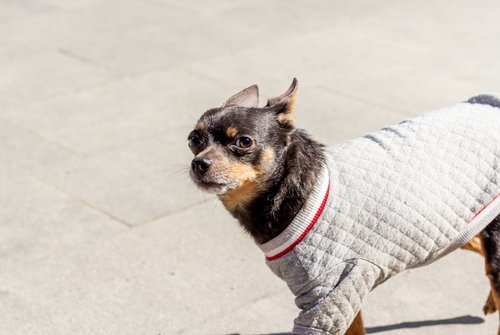 a small dog wearing a sweater on a leash