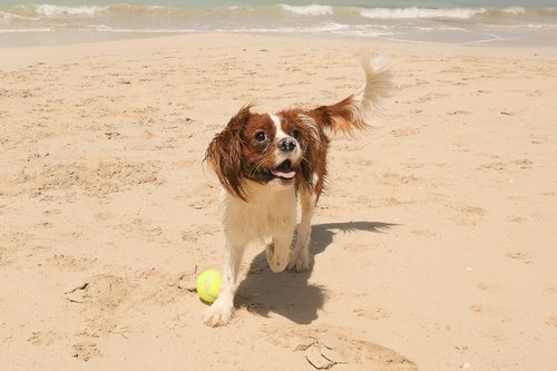 a brown and white dog standing on top of a sandy beach