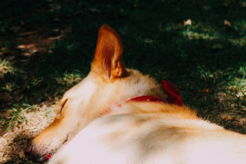 white and brown short coated dog