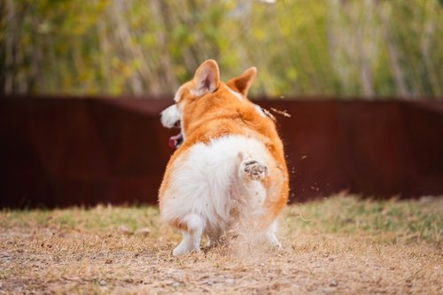 A corgi runs away kicking up dirt