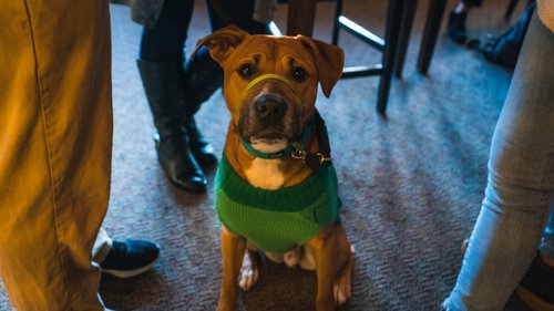 brown short coated dog wearing green and black scarf