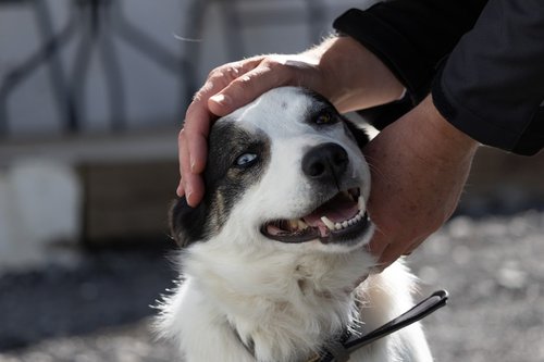 A person petting a happy dog outdoors