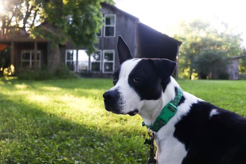 A black and white dog poses outside a house