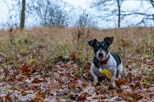 A small dog sits in fallen autumn leaves