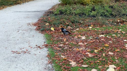 a small bird standing on the side of a leaf covered road