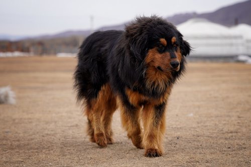 A large tibetan mastiff dog walks outdoors
