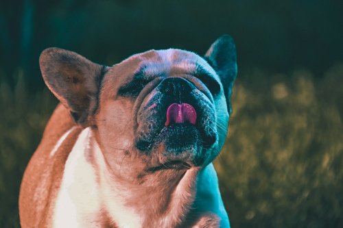 a close up of a dog with its mouth open