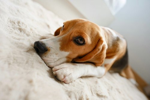 A beagle resting its head on its paws on a soft cream rug