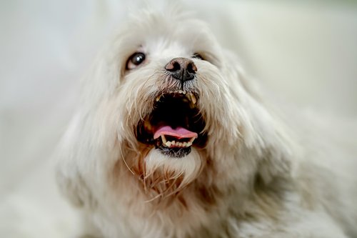 a white dog with its mouth open