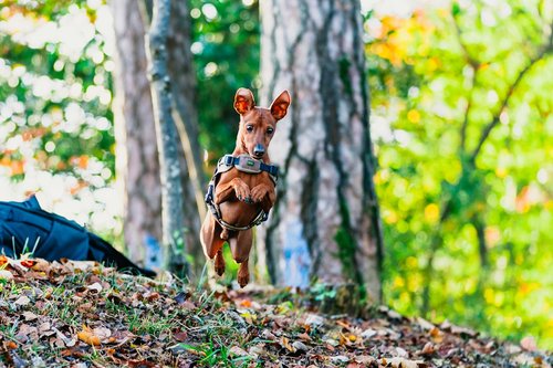 short-coated brown dog