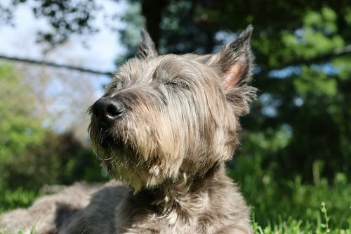 Shaggy grey dog relaxing in green grass