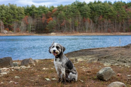 A fluffy dog sits by a blue lake with trees