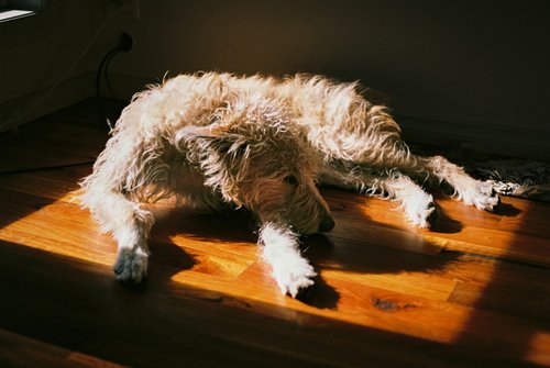 A shaggy light-colored dog lying on a wooden floor in a patch of sunlight