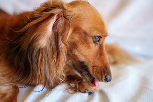 a dog lying on a blanket
