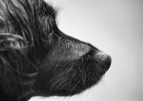 a black and white photo of a dog's face