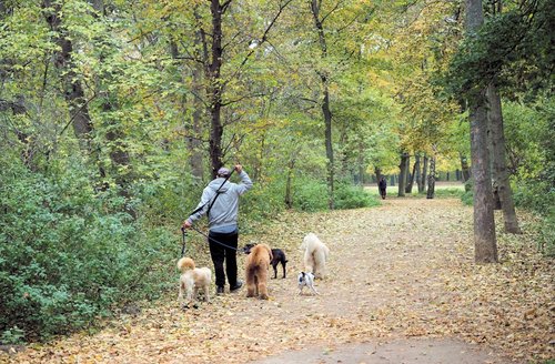 Person walking several dogs on a leaf-covered path