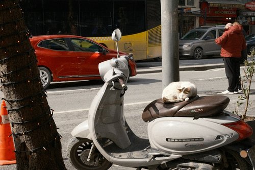 A small dog sleeps on a parked scooter