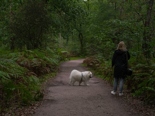 A person walking a fluffy white Samoyed dog on a dirt forest path