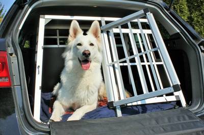 Chien laissé seul dans le coffre