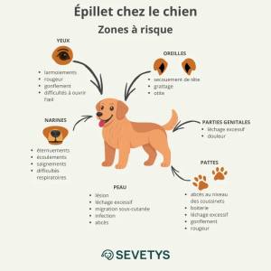 Chiens et épillets : voici la zone précise du jardin où le danger est maximal