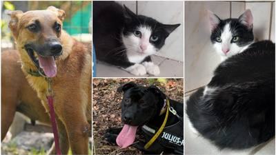 Adoption à Évreux