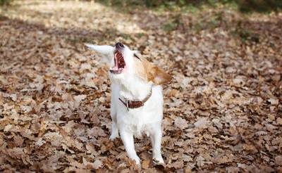 L'homme, le pire ennemi du chien