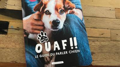 Ouaf ! Festival dans la Manche : 5 conseils pour bien démarrer avec son nouveau chien