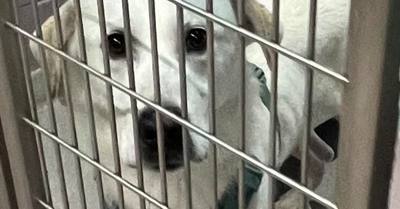 De retour au refuge 6 ans après son adoption, ce chien sénior découvert errant remue la queue chaque fois qu'il voit un humain